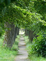 lipova_alej